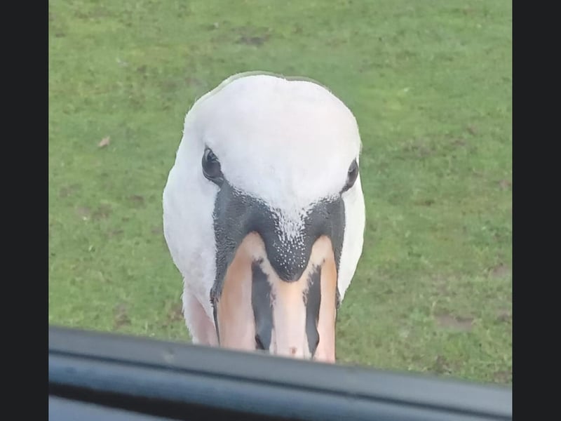 Swan playing peek-a-boo at Hornsea Mere!