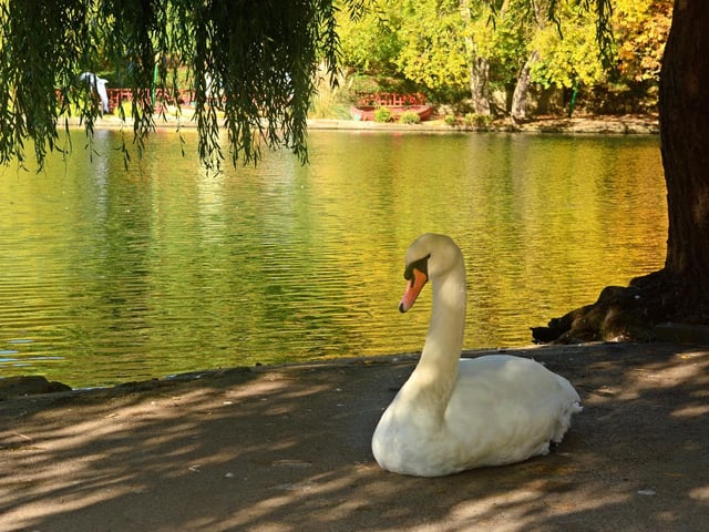 A beautiful swan at Peasholm Park, by Barbara Bateman.