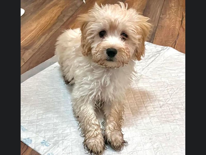 This gorgeous puppy is Stanley from Bridlington.