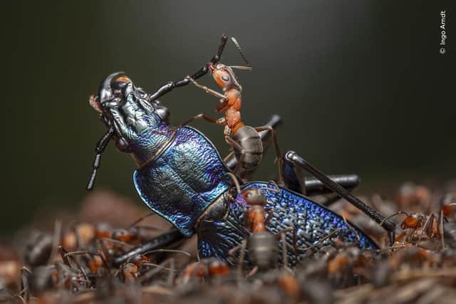 Ingo Arndt's superb photo will be on show at the Sewerby Hall exhibition.