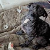 Jack and Poppy were rescued by the RSPCA and have now been rehomed