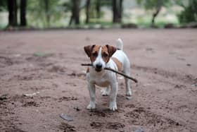 Jack Russels are now the favourite of King Charles and the Queen Consort