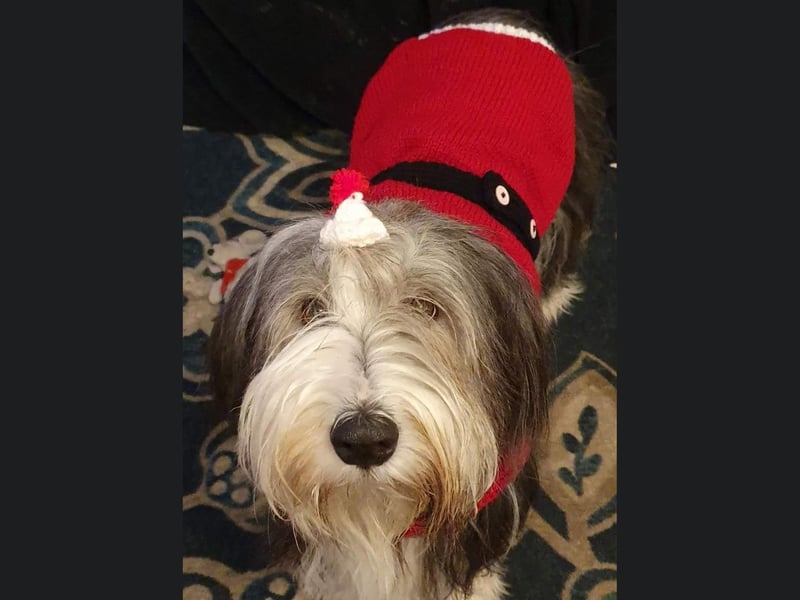 This Bearded Collie from Whitby is called Ellerby.