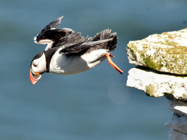This fantastic image of a puffin at Bempton Cliffs was taken by Heather Palmer.