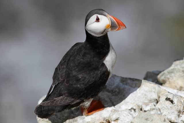 The Bempton Cliffs RSPB site is well known as a hotspot for puffins and brings much tourism to the Bridlington area.
