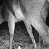 One of the first creatures captured on film at the Whitby Walled Garden was a roe deer munching on the ground elder immediately in front of the camera.