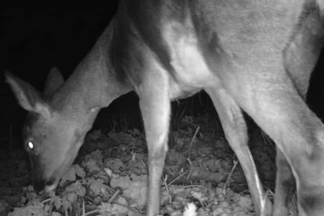 One of the first creatures captured on film at the Whitby Walled Garden was a roe deer munching on the ground elder immediately in front of the camera.