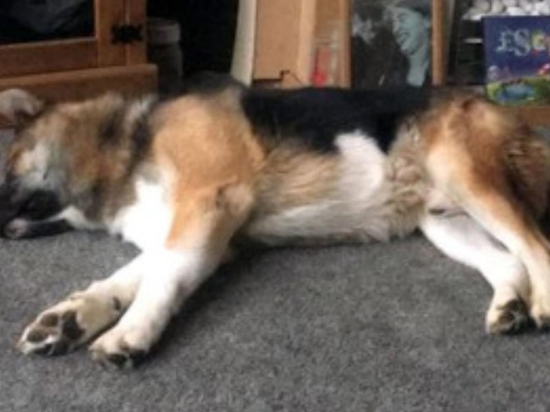 Marley is a six-year-old Akita cross who is needing a new home as he is sadly left for long periods due to a change in circumstances. He is friendly with people and has been amazing with the children he lives with. Marley would love someone who is at home for most of the day to give him the attention he needs. He is not always good with other dogs and would be best suited to somone who is used to the breed. Call Yorkshire Coast Dog Rescue on 075832 69614 or email ycdogrescue@btinternet.com for more information.