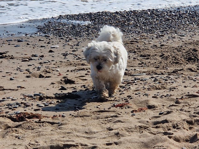 Pebbles having fun on the sand.