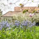 Bluebells in the spring flower meadow during the Festival of Blossom at Nunnington Hall. picture: Annapurna Mellor