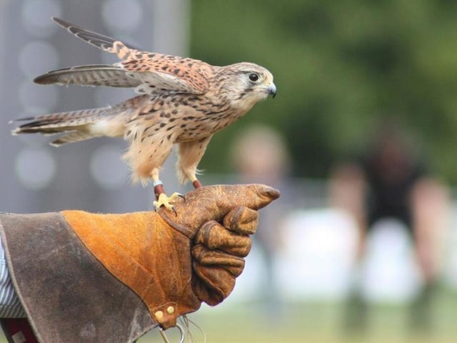 Gothic Falconry at Whitby Abbey will take place between May 4 and May 6. The short falconry presentations will reveal some of those ancient traditions and introduce you to a few of the most popular hunting birds flown by our ancestors. The Falconry displays will take place in the Cloister area of the abbey which is at the end of the visitor one way route. Displays will take place at 11am, 1pm and 3pm and last for approximately 30 minutes.
