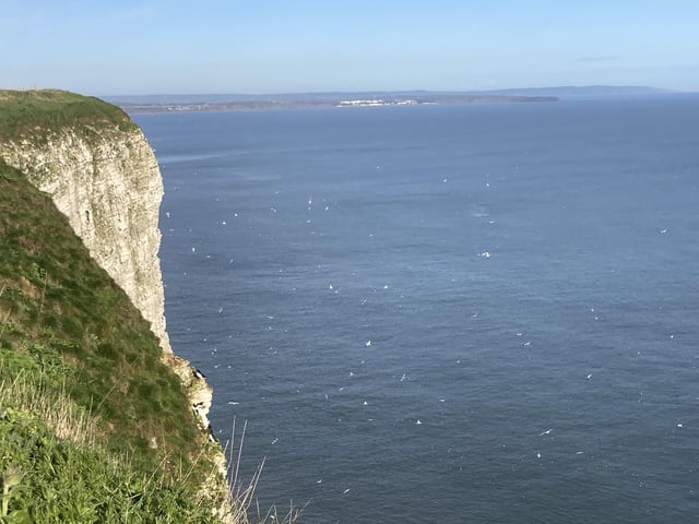 A number of seabirds can be seen soaring out to sea to fish for their food.