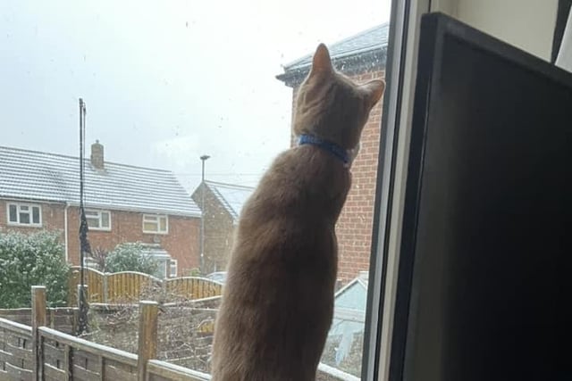 Jingles the cat determined to catch the snowflakes at Whitby.