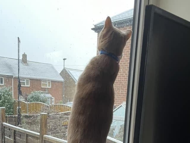Jingles the cat determined to catch the snowflakes at Whitby.