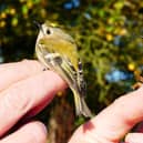 Migweek 2023 will have activities taking place in Filey, Hunmanby, Bempton and Flamborough. Photo: Flamborough Bird Observatory.