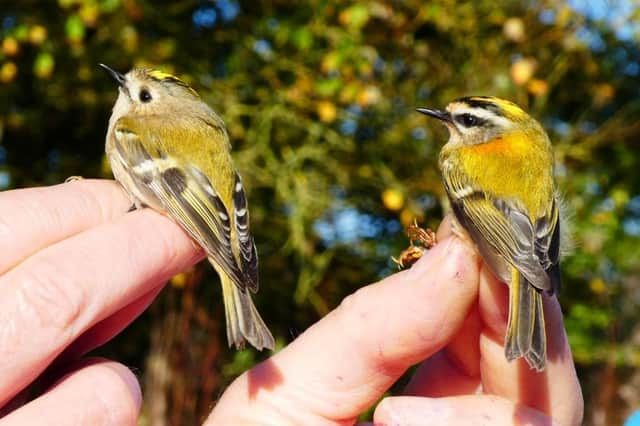 Migweek 2023 will have activities taking place in Filey, Hunmanby, Bempton and Flamborough. Photo: Flamborough Bird Observatory.