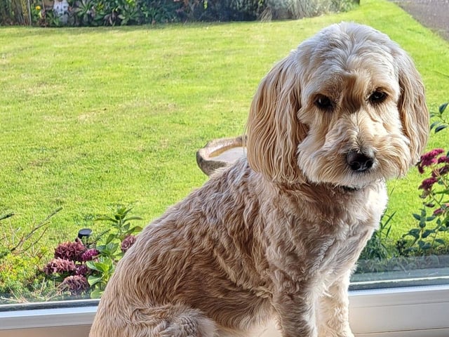 Bella, sent in by Sandra Daykin.