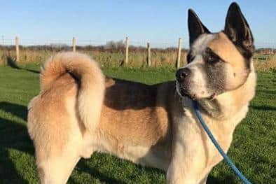 Larry, the seven-year-old Japanese Akita, is looking for his forever home.