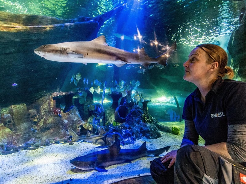 Jawsome Sharks Easter Egg Hunt will take place at Scarborough Sea Life Centre from April 5-21. This Easter, dive into an egg-citing underwater adventure with your little ones. Embark on a fascinating activity trail to discover various species of shark eggs hidden throughout the aquarium. Each egg along the trail will reveal a hidden letter - find all six letters to spell out a secret word. Once the word is unveiled, your Mini Rangers will receive a special Easter reward to take home.