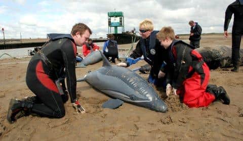 The course will be a full day of training, designed to provide people with the basic knowledge, skills and expertise to help marine mammals in need.