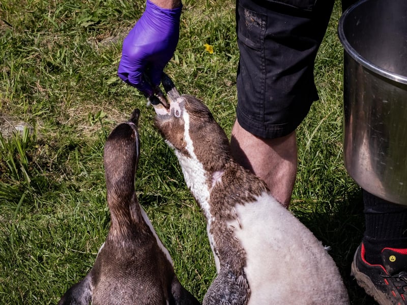 Feeding time for the penguins!