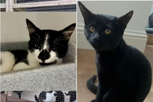 Merlin and Binx