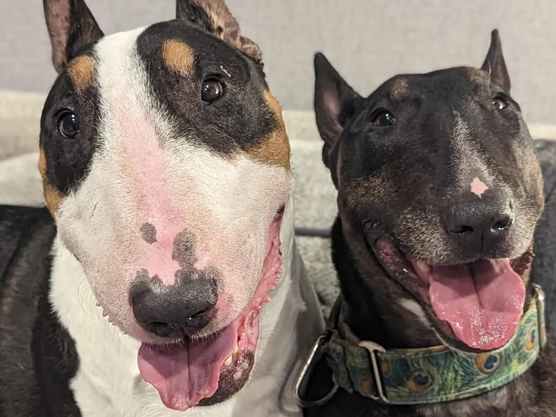 Rudy and Boo from Whitby.