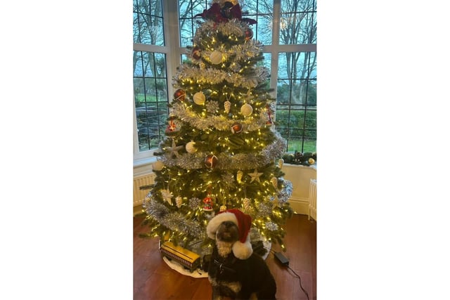Courtyard Bar in Scarborough have submitted their beautiful tree, alongside a festive furry friend.