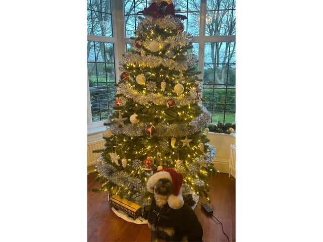 Courtyard Bar in Scarborough have submitted their beautiful tree, alongside a festive furry friend.