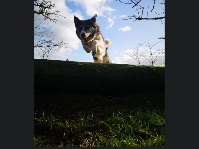 This blue merl x australian shepherd captured in action.