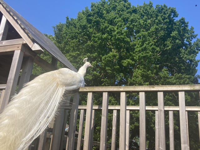 White Peacocks can also be found at the animal park, which are much rarer than their colourful counterparts.