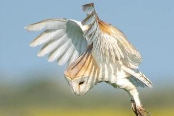 This graceful barn owl was photographed a little further afield in Kilnsea.
