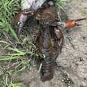 The Environment Agency is urging anglers and river users to follow biosecurity advice to stop the spread of the invasive signal crayfish after a population was found in the River Esk.
