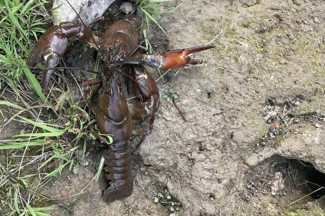 The Environment Agency is urging anglers and river users to follow biosecurity advice to stop the spread of the invasive signal crayfish after a population was found in the River Esk.