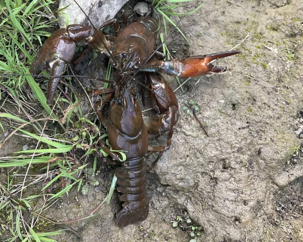 The Environment Agency is urging anglers and river users to follow biosecurity advice to stop the spread of the invasive signal crayfish after a population was found in the River Esk.
