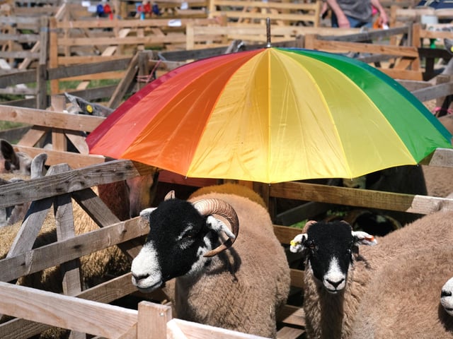 Taking shade at the show