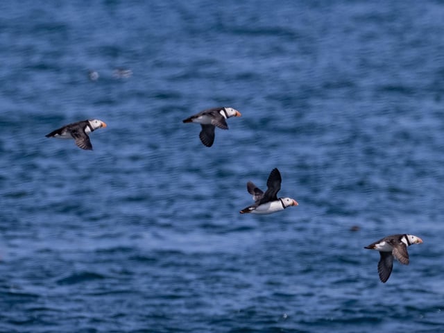 Puffins flying in formation.