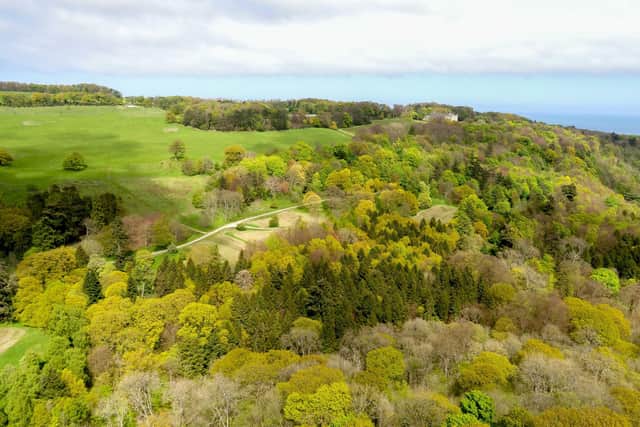 Woodland at the Mulgrave Estate near Whitby.