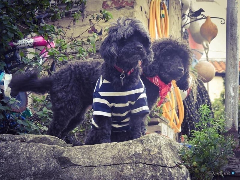 Maggie RIP and Bolly from Scarborough.