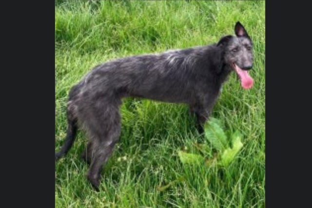 Coal is a two-year-old Deerhound cross who needs a new home due to family circumstances. Coal has lived with Blue the greyhound cross collie (in the next picture) all his life. Both dogs are used to children but definitely no cats or rabbits. For more information, call Bob on 01947 810787.
