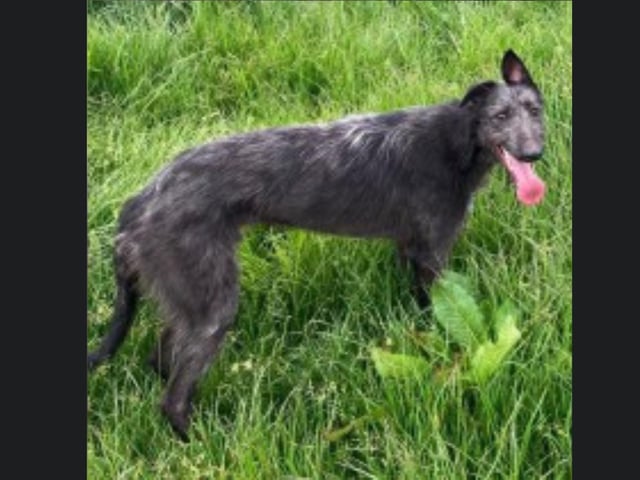 Coal is a two-year-old Deerhound cross who needs a new home due to family circumstances. Coal has lived with Blue the greyhound cross collie (in the next picture) all his life. Both dogs are used to children but definitely no cats or rabbits. For more information, call Bob on 01947 810787.