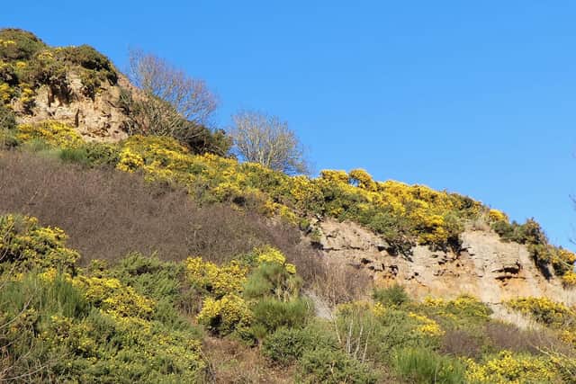 Flowering gorse at Sandsend.
