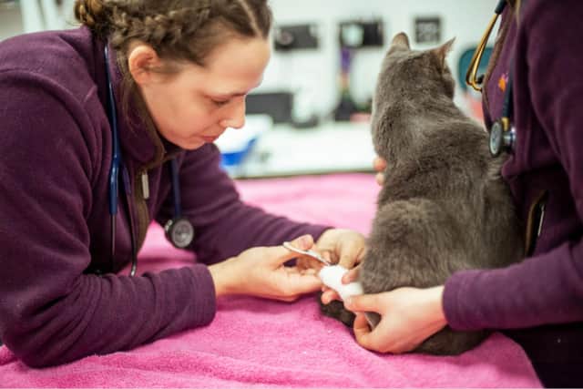 Cat getting their claws clipped at Aldgate Vets. Photo courtesy of Aldgate Vets.