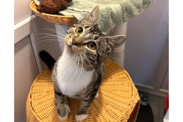 The RSPCA Bridlington, Driffield & District Branch are running a fundraiser for Albus, the six-month-old kitten who came into their care with a diagnosis of severe Hip Dysplasia. Photo courtesy of RSPCA.