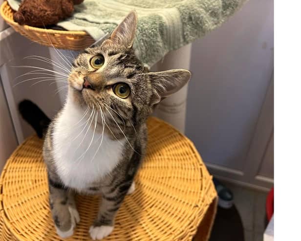 The RSPCA Bridlington, Driffield & District Branch are running a fundraiser for Albus, the six-month-old kitten who came into their care with a diagnosis of severe Hip Dysplasia. Photo courtesy of RSPCA.