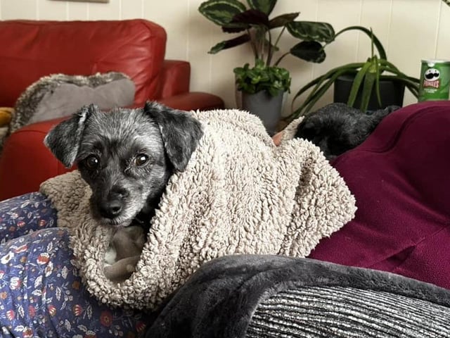 This little dog is looking snug as a bug in their fluffy blanket.