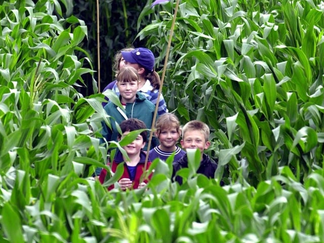 Easingwold Maze, Saturday July 16 to Sunday September 4 Offering a fun-filled family day out, Easingwold Maize Maze offers all the fun and adventure of a maze plus sports areas, animal enclosure and sand pit.