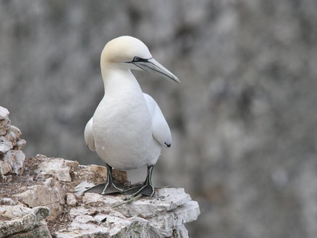 Young gannet, by Stephen Monk.