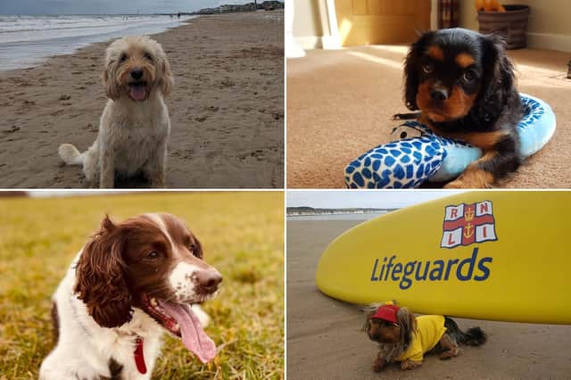 Let us know if your pooch is in this photo gallery!
