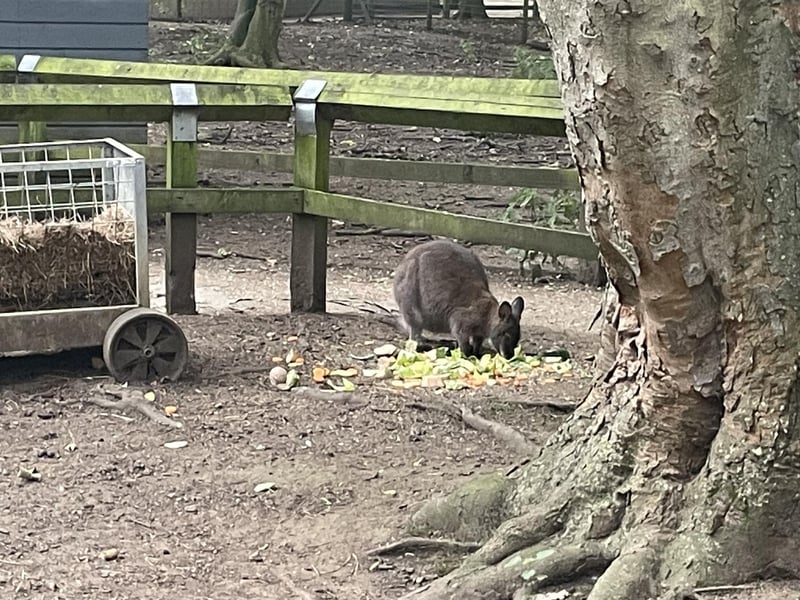 A cute wallaby enjoying an afternoon snack!
